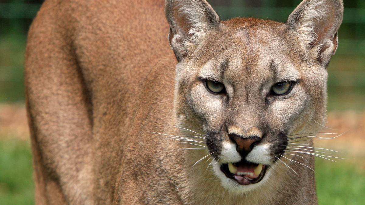 ASEGURAN HABER VISTO UN PUMA EN LA ZONA DE CHACRAS DE ROCA